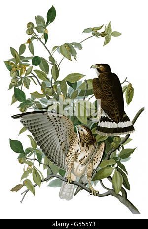 Broad-winged Hawk, Buteo platypterus, birds, 1827 - 1838 Stock Photo