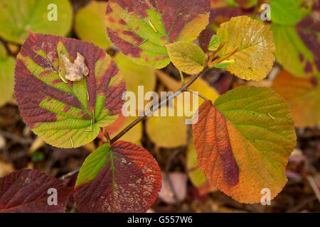 American Basswood (Tilia americana) leaves in fall color, Groton State Forest, Vermont, USA, October Stock Photo