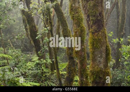 Moss covered trees and dense understory of ferns in montane, cloud-shrouded laurel forest, Anaga Mountains, Tenerife, May. Stock Photo