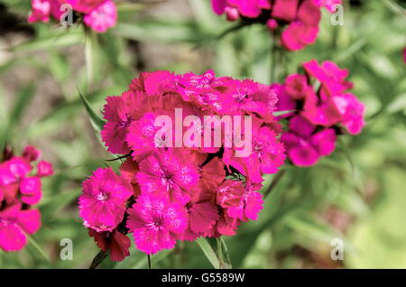 Sweet William, Dianthus barbatus or carnation is  flowering plant in the family Caryophyllaceae,   Sofia, Bulgaria Stock Photo
