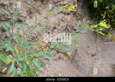 Tree tobacco (Nicotiana glauca), an invasive species from South America flowering on a roadside rock face, Tenerife. Stock Photo
