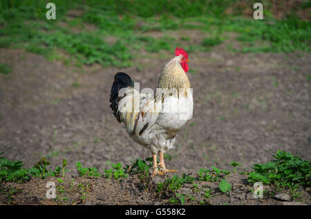 Picture biennial rooster on the farm in early spring on a sunny day Stock Photo