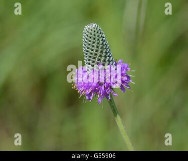 Purple prairie clover Stock Photo