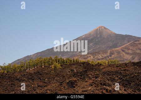 Canary island pines (Pinus canariensis), endemic to the Canaries, colonising old volcanic lava flows below Mount Teide, Tenerife Stock Photo