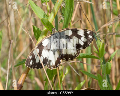Melanargia galathea. Marbled white butterfly. Stock Photo