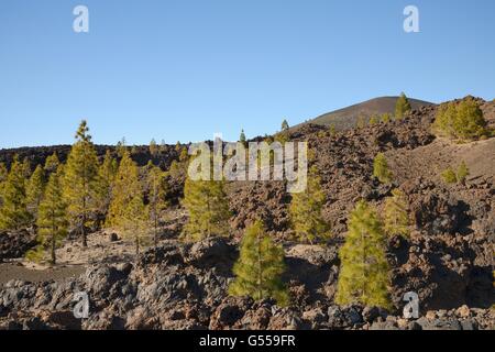 Canary island pines (Pinus canariensis), endemic to the Canaries, growing among old volcanic lava flows below Mount Teide. Stock Photo