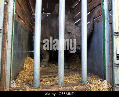 Lucy the white rhino waits to be released as she arrives at Blair Drummond Safari Park near Stirling. Stock Photo