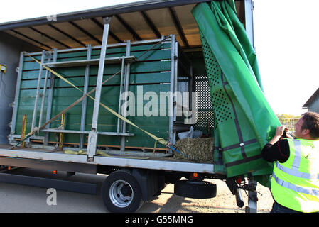 White rhino arrives at Blair Drummond Safari Park Stock Photo