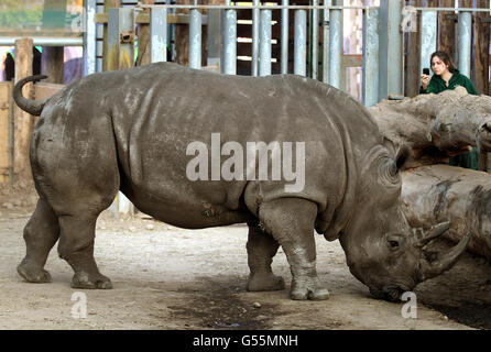 White rhino arrives at Blair Drummond Safari Park. Lucy the white rhino at Blair Drummond Safari Park near Stirling. Stock Photo