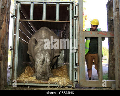 Chris Lucas head of large mammals at Blair Drummond Safari park watches Lucy the white rhino take her first steps as she arrives at Blair Drummond Safari Park near Stirling. Stock Photo