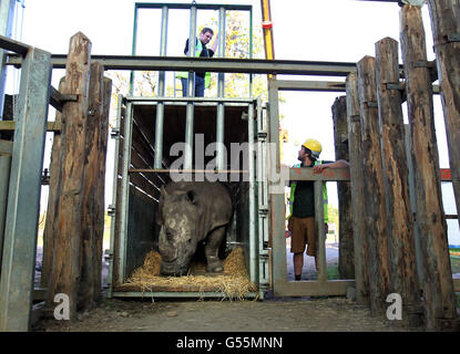 Chris Lucas (right) head of large mammals at Blair Drummond Safari park watches Lucy the white rhino take her first steps as she arrives at Blair Drummond Safari Park near Stirling. Stock Photo