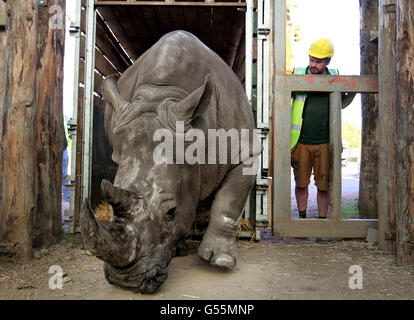 Chris Lucas head of large mammals at Blair Drummond Safari park watches Lucy the white rhino take her first steps as she arrives at Blair Drummond Safari Park near Stirling. Stock Photo