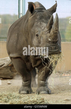 Lucy the white rhino takes her first steps as she arrives at Blair Drummond Safari Park near Stirling. Stock Photo