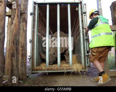 Chris Lucas head of large mammals at Blair Drummond Safari park manoeuvres a crate as he prepares to release Lucy the white rhino as she arrives at Blair Drummond Safari Park near Stirling. Stock Photo