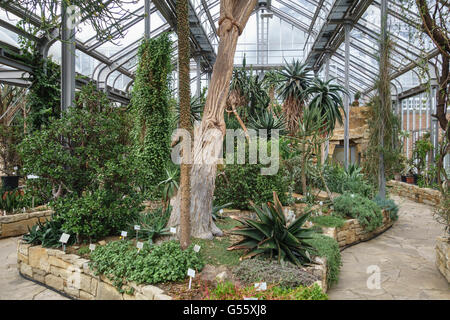 Berlin, Germany - the Berlin-Dahlem Botanical Garden. African Succulents in the main tropical greenhouse Stock Photo
