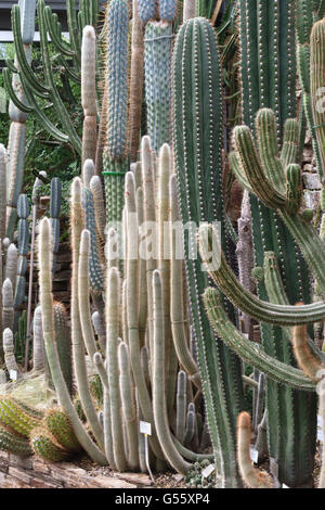 Berlin, Germany - the Berlin-Dahlem Botanical Garden.  Cacti in the main tropical greenhouse - Cleistocactus hyalacanthus Stock Photo