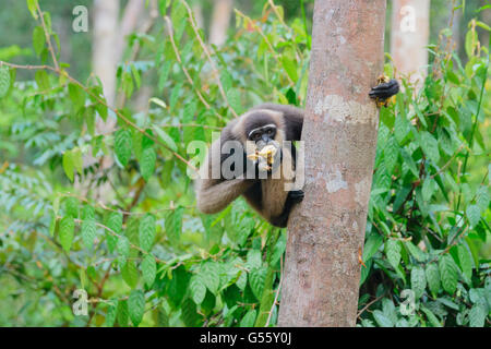 Indonesia, Kalimantan, Borneo, Kotawaringin Barat, Tanjung Puting National Park, Gibbon Feeding, Bornean White-bearded Gibbon (Hylobates albibis) Stock Photo