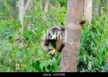 Indonesia, Kalimantan, Borneo, Kotawaringin Barat, Tanjung Puting National Park, Gibbon Feeding, Bornean White-bearded Gibbon (Hylobates albibis) Stock Photo