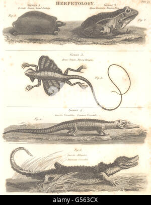 HERPETOLOGY: Tortoise; Edible Frog; Flying Dragon; Crocodile; Alligator, 1830 Stock Photo