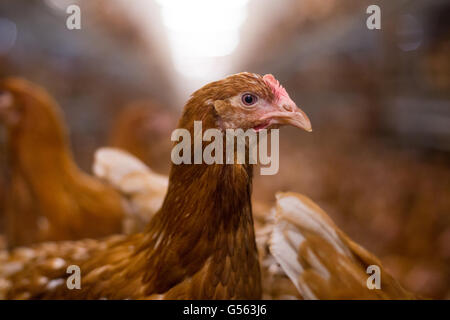 Pullets on a free range farm in, England, UK. Stock Photo