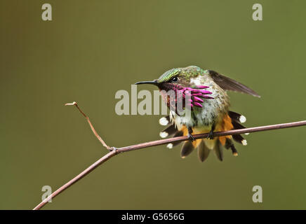 Wine-throated Hummingbird (Atthis ellioti selasphoroides) adult male, stretching, perched on twig, La Tigra N.P., Honduras, February Stock Photo