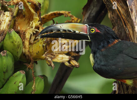 Collared Aracari (Pteroglossus torquatus torquatus) adult, close-up of head, feeding on ripe banana fruit, Pico Bonito, Honduras, February Stock Photo