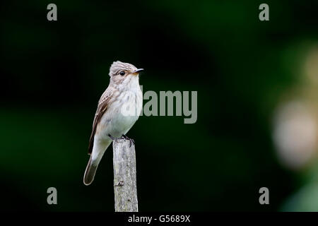 striata flycatcher muscicapa spotted alamy perched adult single