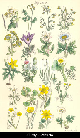 WILD FLOWERS: Pasque Anemone Crowfoot Spearwort Celandine Pilewort. SOWERBY 1890 Stock Photo
