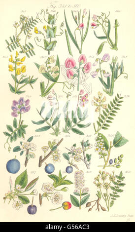 WILD FLOWERS: Tine-Tare Vetchling Pea Plum Sloe Blackthorn Cherry. SOWERBY, 1890 Stock Photo