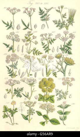 WILD FLOWERS: Chervil Cicely Samphire Hemlock Coriander Dogwood. SOWERBY, 1890 Stock Photo