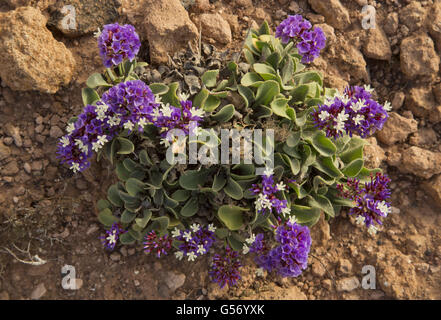 Felty Sea-lavender (Limonium puberulum) flowering, Lanzarote, Canary Islands, March Stock Photo