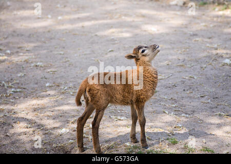 Brown goat standing on the ground Stock Photo