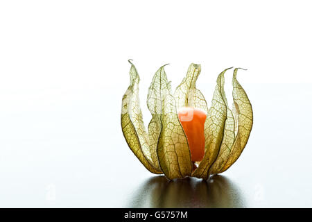 detail of alkekengi fruit background Stock Photo