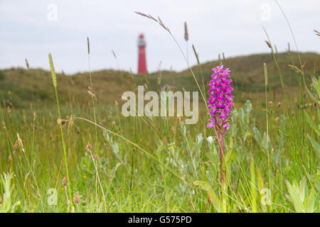 Dactylorhiza maculata, known as the heath spotted-orchid in a meadow, in the background the red lighthouse of Schiermonnikoog Stock Photo