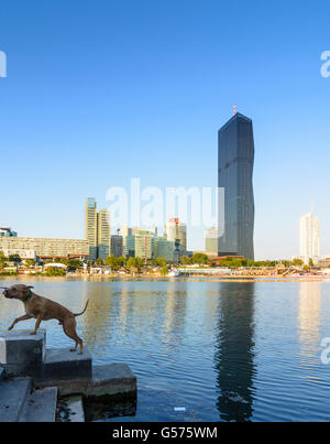 DC Tower 1, Donaucity, New Danube, dog, Wien, Vienna, Austria, Wien, 22. Stock Photo