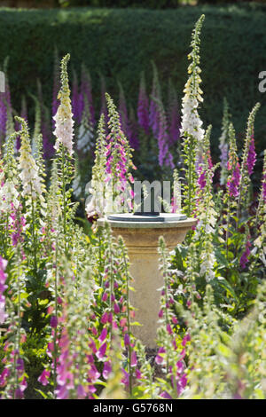 Digitalis Purpurea. Foxgloves surrounding a sundial in Rousham House Gardens. Oxfordshire, England Stock Photo