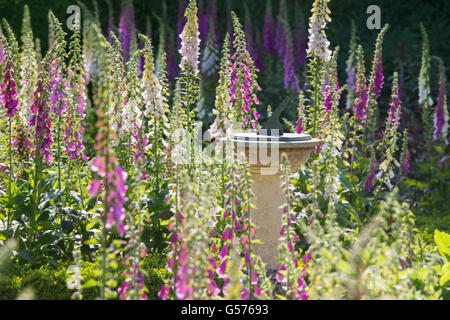 Digitalis Purpurea. Foxgloves surrounding a sundial in Rousham House Gardens. Oxfordshire, England Stock Photo