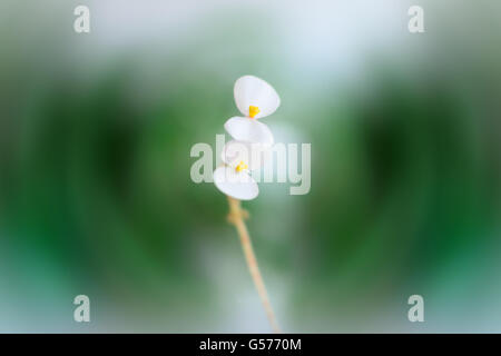 two small white flowers in a swirling background. Digital photo. Stock Photo