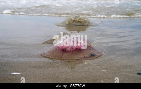 Moon jellyfish (Aurelia aurita), washed ashore on the beach Stock Photo