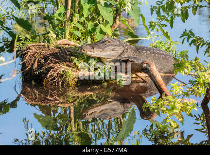 American Alligator sunning itself on green tree stump. Alligator, foliage and blue sky reflected on the water. Stock Photo