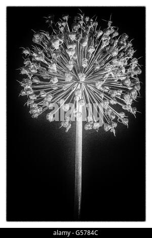 allium seeds black and white Stock Photo - Alamy