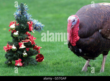 Biscuit the turkey, who has escaped the Christmas dinner table, is pursued by TV camera crews at Cambridge University Veterinary School after surgeons repaired his broken leg with a pin and screws. *... They anaesthetised him - a rare procedure for turkeys - and used strengthening inserts intended for dogs during the two and a half hour operation. The only after effects are that Biscuit, a rare Bourbon Red turkey, walks wth a slight limp. Stock Photo