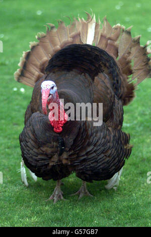 Cambridge turkey leg operation Stock Photo