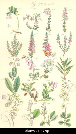 WILD FLOWERS: Cowberry Cranberry Heath Heather Cistus Winter-green. SOWERBY 1890 Stock Photo