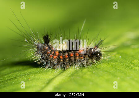 Vapourer moth (Orgyia antiqua) early instar caterpillar. Colourful hairy larva in the family Erebidae, subfamily Lymantriinae Stock Photo