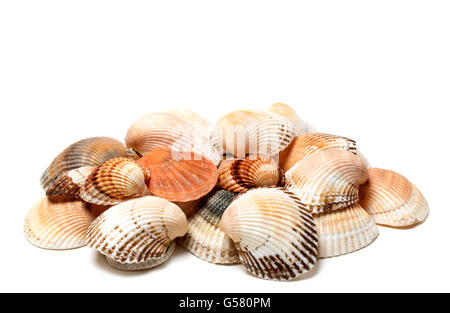 Seashells of anadara and scallop isolated on white background Stock Photo