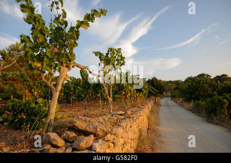 Vineyards in Ibiza, Spain Stock Photo