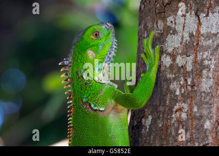 Large bright green lizard with partially shed skin sitting on a tree and looking at the camera Stock Photo