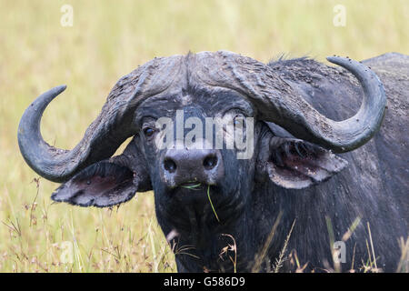 Portrait of a big Buffalo, with grass in his mouth, looking in to the camera, Masai Mara, Kenya, Africa, Stock Photo