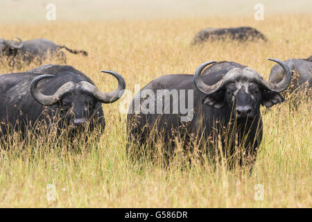 Herd of buffalos on the savanna and two are looking towards the camera and walking against the camera, Masai Mara, Kenya, Africa Stock Photo